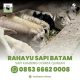 Sapi Batam Rahayu Jual Hewan Qurban Free Ongkir