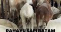 Rahayu Sapi Batam Spesialis Sapi Kambing Korban