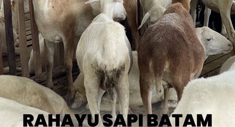 Rahayu Sapi Batam Spesialis Sapi Kambing Korban