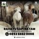 Rahayu Sapi Batam Spesialis Sapi Kambing Korban