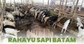 Rahayu Sapi Batam Spesialis Korban Lembu