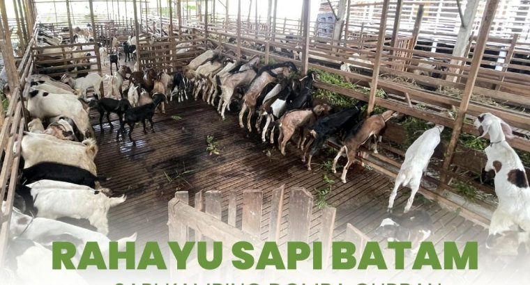 Rahayu Sapi Batam Spesialis Korban Lembu