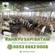 Rahayu Sapi Batam Spesialis Korban Lembu