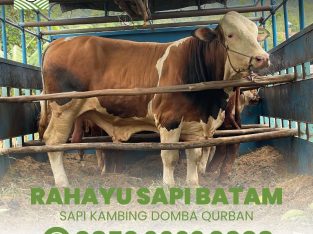 Rahayu Sapi Batam Rekomendasi Hewan Qurban