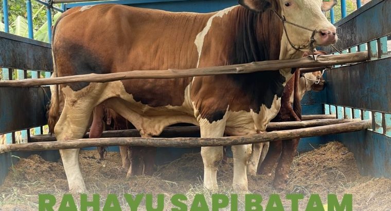 Rahayu Sapi Batam Rekomendasi Hewan Qurban