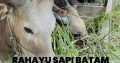 Rahayu Sapi Batam Sells Qurban Cows and Goats