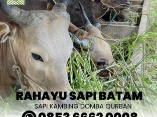 Rahayu Sapi Batam Sells Qurban Cows and Goats