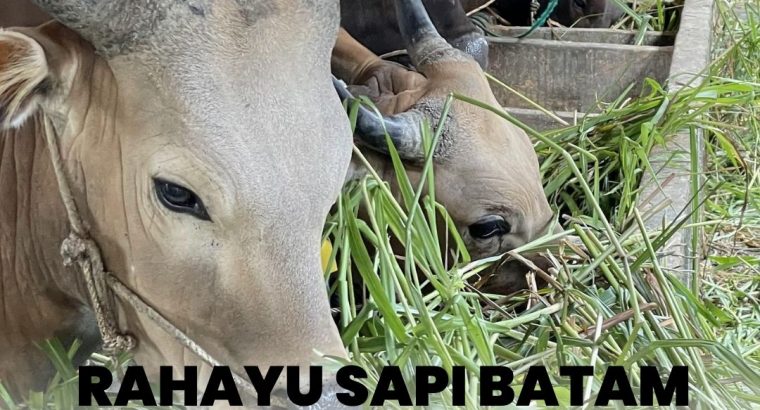 Rahayu Sapi Batam Sells Qurban Cows and Goats