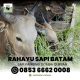 Rahayu Sapi Batam Sells Qurban Cows and Goats