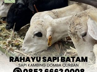 Rahayu Sapi Batam Jual Korban Lembu Eid Al Adha