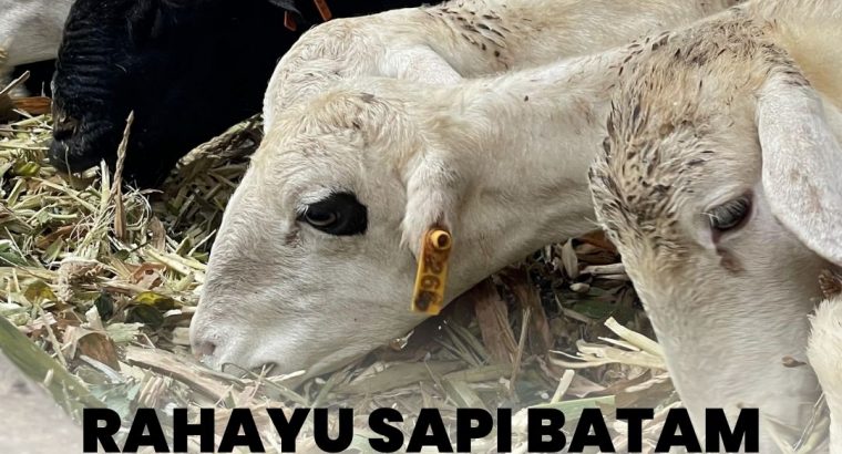 Rahayu Sapi Batam Jual Korban Lembu Eid Al Adha