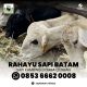 Rahayu Sapi Batam Jual Korban Lembu Eid Al Adha